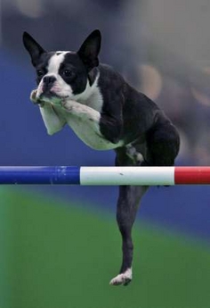 A Boston Terrier attempts to jump over a crossbar during the Super Dogs Carnival at Invoice Seibu Dome in Tokorozawa, north of Tokyo November 3, 2006.