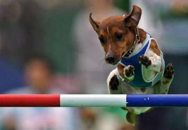 A Boston Terrier attempts to jump over a crossbar during the Super Dogs Carnival at Invoice Seibu Dome in Tokorozawa, north of Tokyo November 3, 2006.