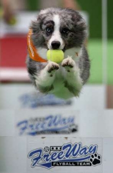 An Australian Shepherd runs through hurdles with a ball during the Super Dogs Carnival at Invoice Seibu Dome in Tokorozawa, north of Tokyo November 3, 2006. 