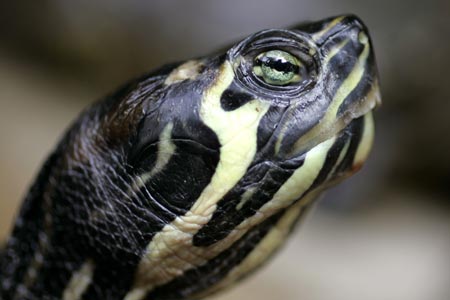 A Red Eared Turtle is seen at Marineland's park in Costa den Blanes on the Spanish island of Mallorca November 28, 2006. 