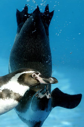 Two Humboldt Penguins swim in a pool at Marineland's park in Costa den Blanes on the Spanish island of Mallorca November 28, 2006.