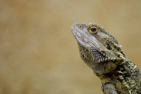 A Bearded Dragon is seen at Marineland's park in Costa den Blanes on the Spanish island of Mallorca November 28, 2006. 