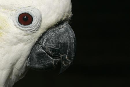 A cockatoo, or Cacatua Sulphurea, is seen at Marineland's park in Costa den Blanes on the Spanish island of Mallorca November 28, 2006. 