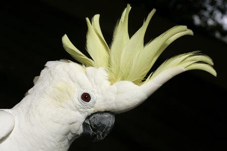 A cockatoo, or Cacatua Sulphurea, is seen at Marineland's park in Costa den Blanes on the Spanish island of Mallorca November 28, 2006. 