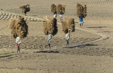 Farm labourers carry harvested paddy from the fields in Singur, 50 km (32 miles) north of the eastern Indian city of Kolkata, December 3, 2006