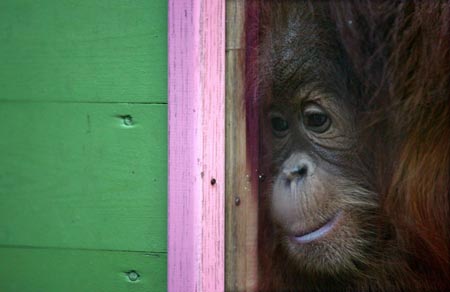 A 16 month-old baby Sumatran orangutan named 