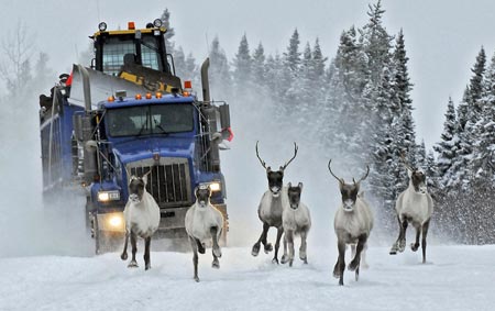 A truck, carrying construction material for a local company, follows reindeer on a road near the Cree village of Nemaska near the Rupert river, in northern Quebec, December 12, 2006. Deer frequently show up on the roads at this time of year. 