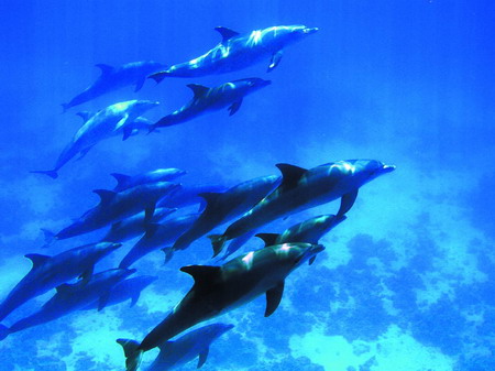 Bottlenose dolphin [Photo by Chen Yi]