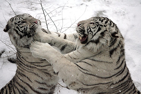 Two tigers play in snow at a zoo in Beijing December 31, 2006. [Zhang Bin/Beijing Time]