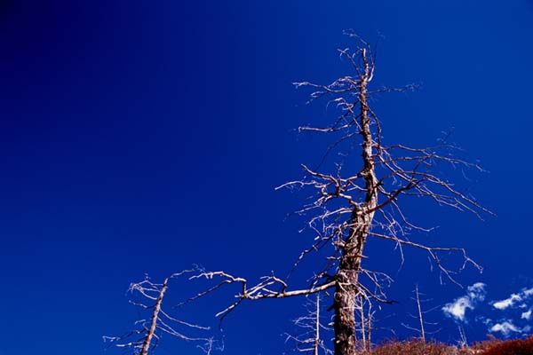 A tree at Yading,Daocheng County, Sichuan Province