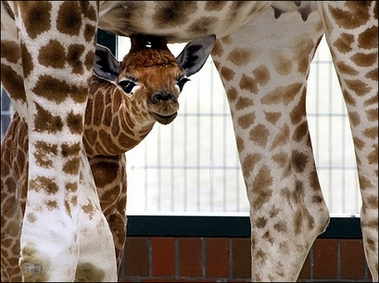 Andrea's eyes : A baby giraffe named Andrea attempts to make her first steps together with her mother Lotti at the Animal Park in Berlin. 