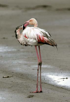 A flamingo is seen at the Fuente de Piedra natural reserve, near Malaga, southern Spain, April 2, 2007. Due to climatic changes, the birds have arrived almost a month earlier than the usual mating season at this lagoon, which lodges one of the greatest colony of flamingos in Europe, according to authorities of the natural reserve. 