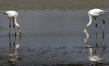 Flamingos are seen at the Fuente de Piedra natural reserve, near Malaga, southern Spain, April 2, 2007. Due to climatic changes, the birds have arrived almost a month earlier than the usual mating season at this lagoon, which lodges one of the greatest colony of flamingos in Europe, according to authorities of the natural reserve. [Reuters]