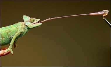 Cricket time! : A Chameleon extends its tongue and catches a cricket during feeding time at the Melbourne Museum.(