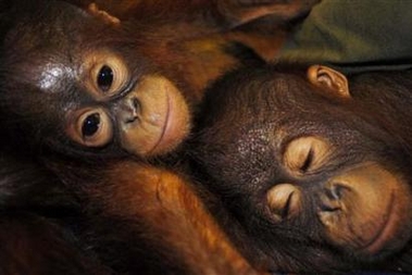 Orangutans lie beside each other at a forest school for orangutans in Palangkaraya, central Kalimantan May 3, 2007. Branded pests for venturing out from their diminishing forest habitats into plantations where they eat young palm shoots, orangutans could be extinct in the wild in ten years time, the United Nations said in March. Fighting against this grim prediction is the Nyaru Menteng Borneo Orangutan Survival (BOS) centre in Central Kalimantan, which rescues orangutans and returns them to the wild at the cost of US$3,000 per ape. The orangutans learn how to survive in the wild during forest school. They are taught to make nests, find the right foods and climb trees. [Reuters]