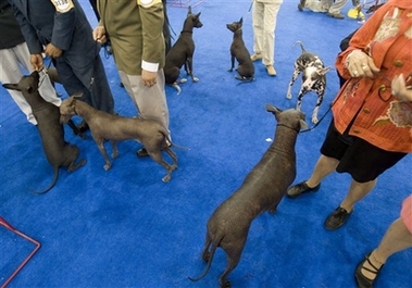 Xoloitzcuintles Intermedio, waits to compete in the Mexico World Dog Show 2007 in Mexico City, Thursday, May 24, 2007. Hundreds of dogs from different countries are entered for competition in the dog show in Mexico City. 