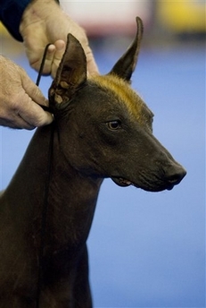 A Mexican Xoloitzcuintle Intermedio dog prepares to compete in the Mexico World Dog Show 2007 in Mexico City, Thursday, May 24, 2007, where hundreds of dogs from different countries compete for prizes. 