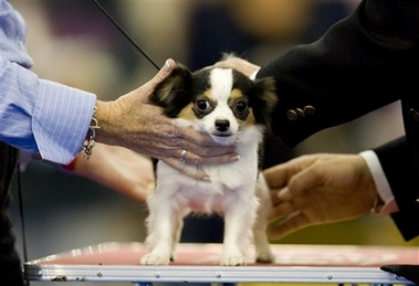 A Chihuahueno Long Hair is checked by a judge at the Mexico World Dog Show 2007 in Mexico City, Thursday, May 24 2007, where hundreds of dogs from different countries compete for prizes.[AP]