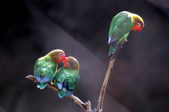 Parrots are seen on branches at a zoo in Changsha, Central China's Hunan Province, May 21, 2007. [Tian Chao/Sanxiang City Express]