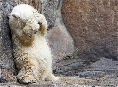 No cameras, please : Six-months-old polar bear Knut leans on a rock at the zoo in Berlin.(