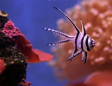 A Banggai Cardinal fish is seen in an exotic fish store aquarium in Tyler, Texas, Thursday, July 5, 2007.