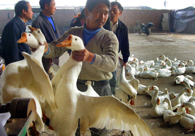 Live, desease-free poultry for sale in Nanjing