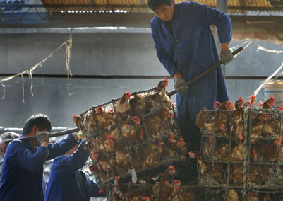 Live, desease-free poultry for sale in Nanjing