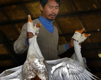 Live, desease-free poultry for sale in Nanjing