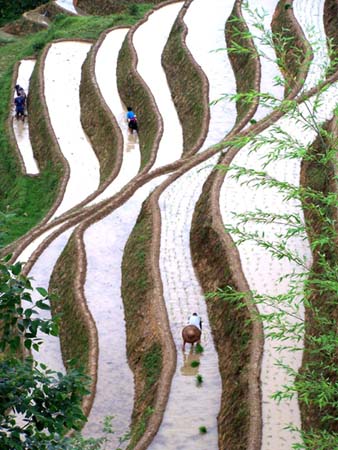 Plant rice on scenic terraces