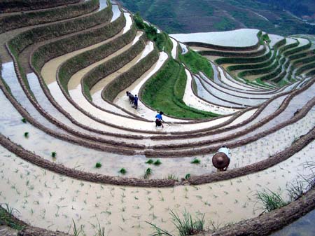 Plant rice on scenic terraces