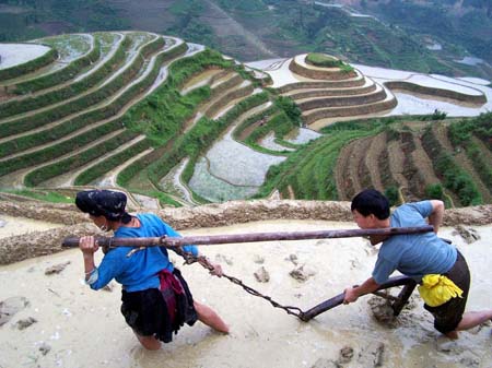 Plant rice on scenic terraces