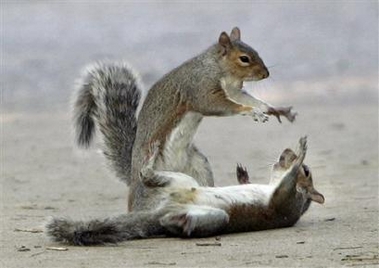Two squirrels' play