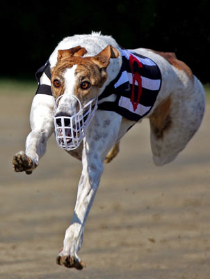 Greyhound competion