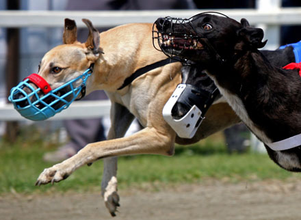 Greyhound competion