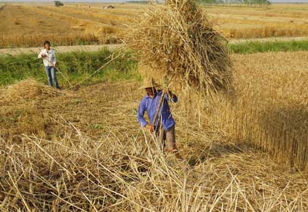 China expecting good grain harvest