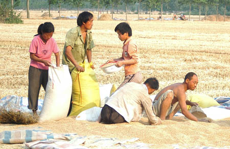 China expecting good grain harvest