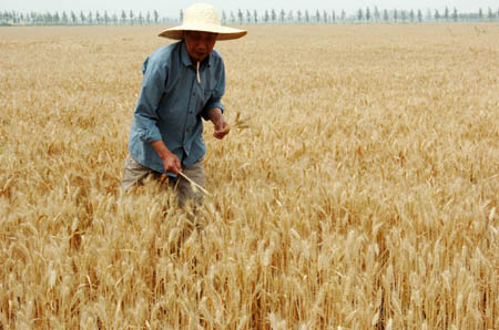 China expecting good grain harvest