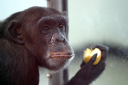 Chimpanzee Aiai quits smoking