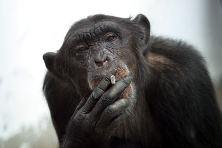 Chimpanzee Aiai quits smoking