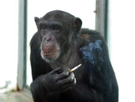 Chimpanzee Aiai quits smoking