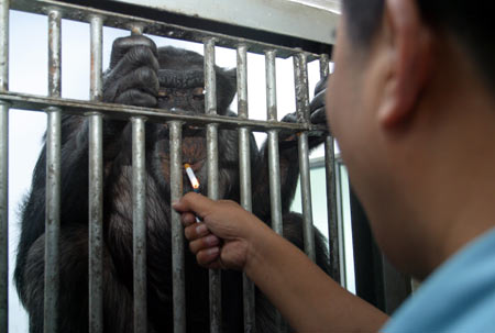 Chimpanzee Aiai quits smoking