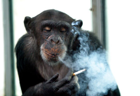 Chimpanzee Aiai quits smoking