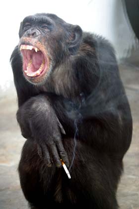 Chimpanzee Aiai quits smoking