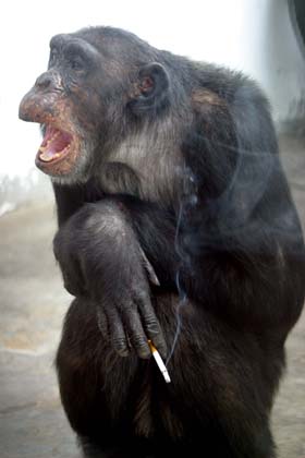 Chimpanzee Aiai quits smoking