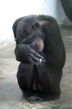 Chimpanzee Aiai quits smoking