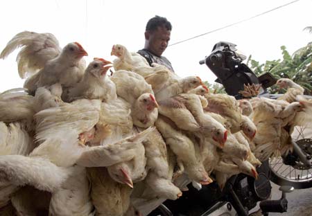 42nd Indonesia bird flu human death confirmed 