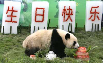 Jing Jing has first birthday after chosen as Olympic mascot