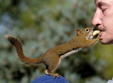 Red squirrel 