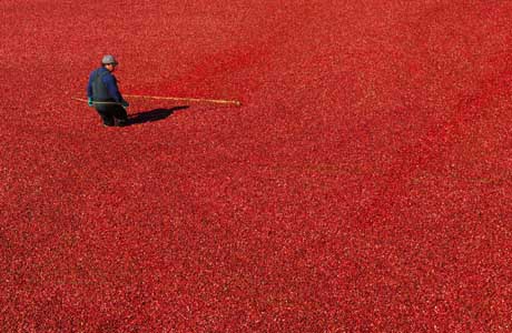 Harvest cranberry