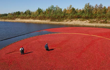 Harvest cranberry